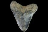 Juvenile Megalodon Tooth - Georgia #115629-1
